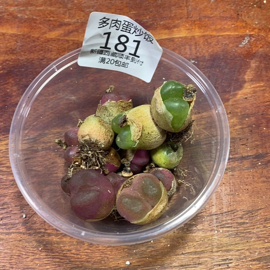 多肉蛋炒饭，感谢您相伴181