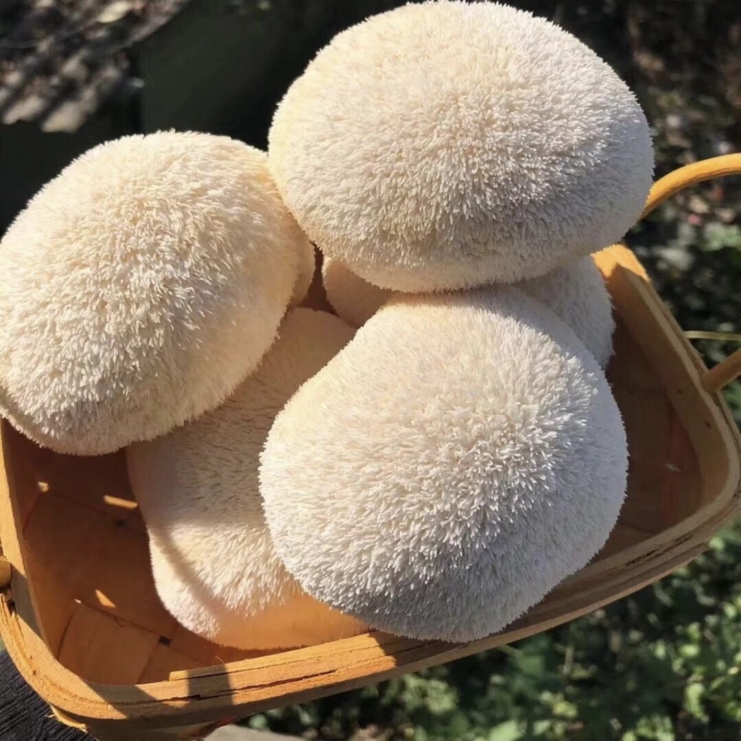 头茬猴头菇新鲜古田特产煲汤现采现发新鲜猴头菇顺丰包邮