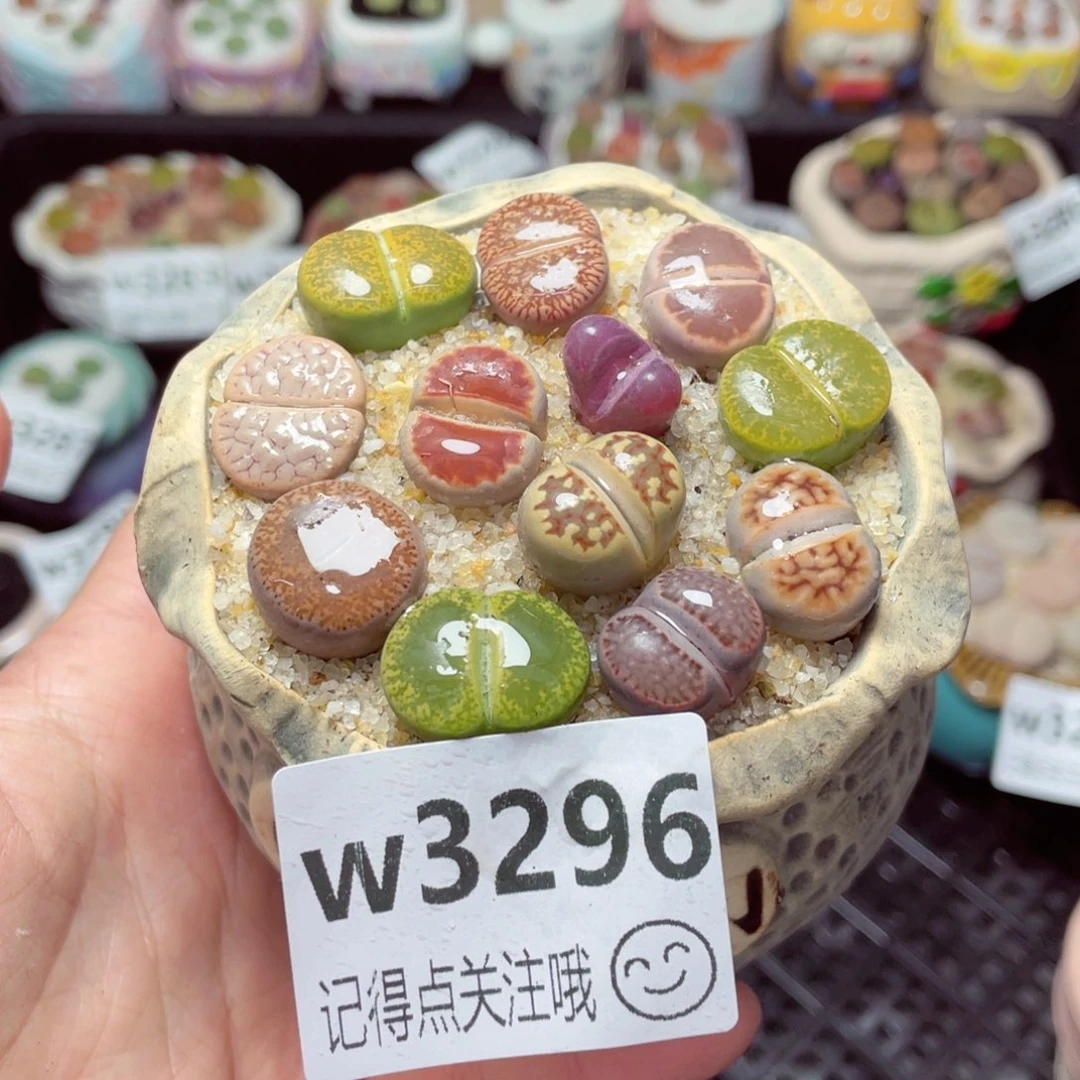 3296--带盆土发货,零下地区拍保温箱