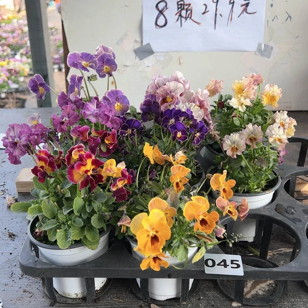 【闪购商品】045号