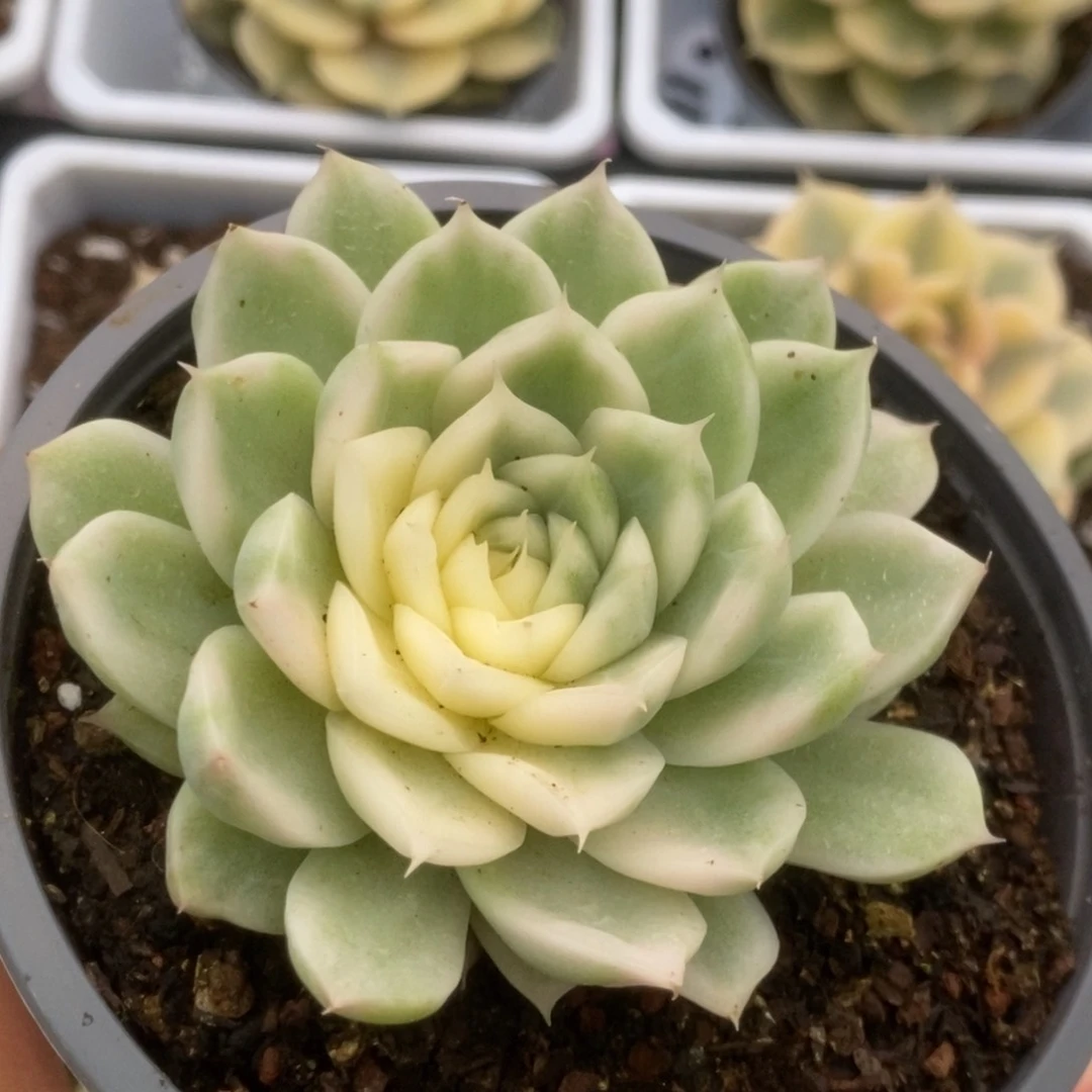 103白瓷麦秆锦锦锦锦锦锦