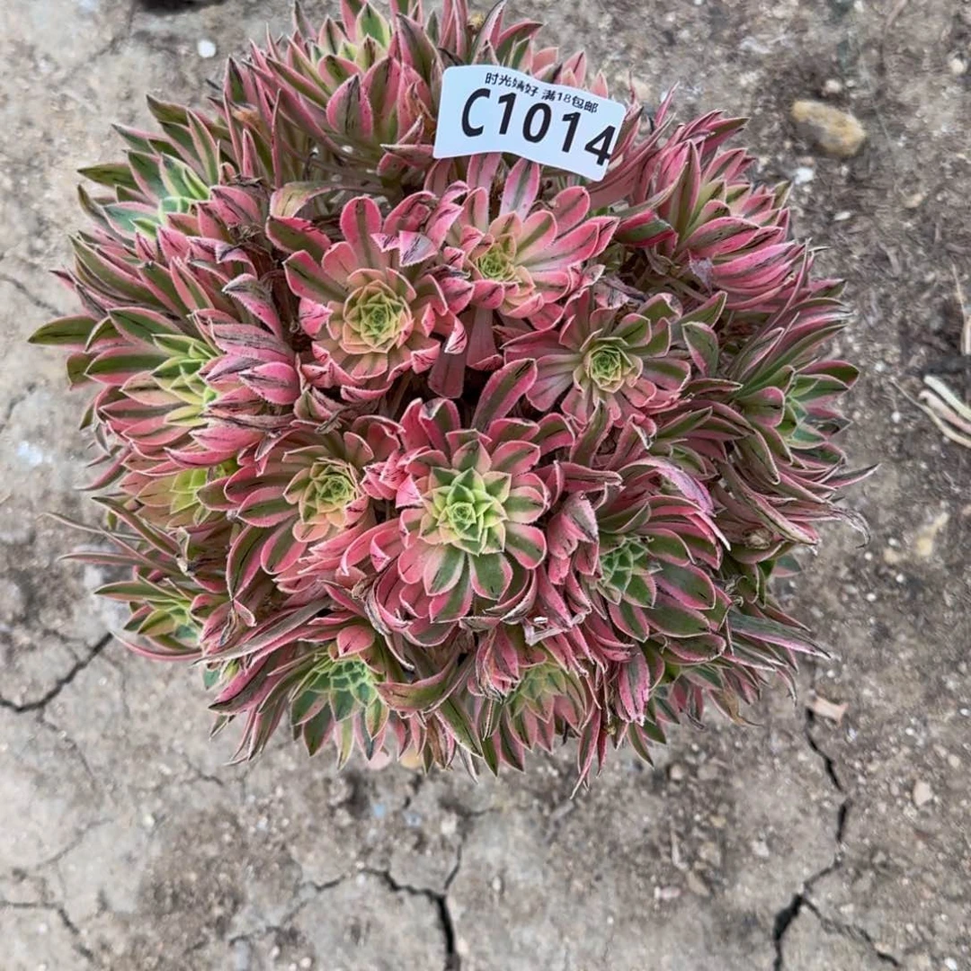 1014夕颜多肉植物