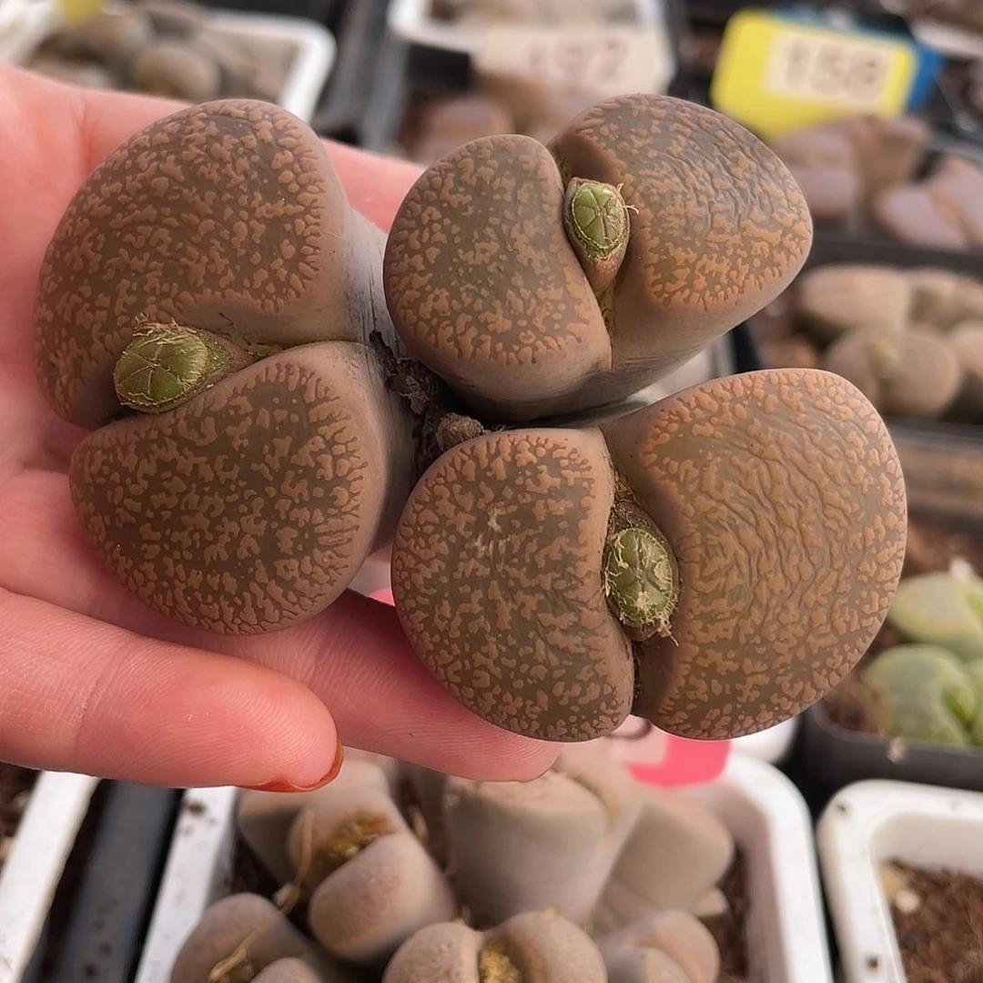 生石花一颗10100