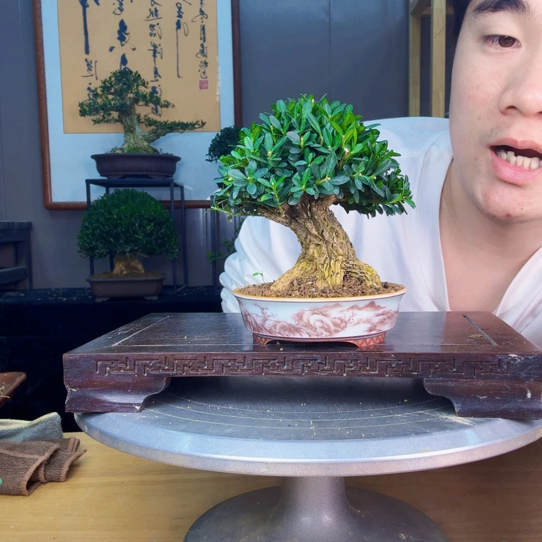 1***3无花朵凤尾黄杨 黄杨盆景