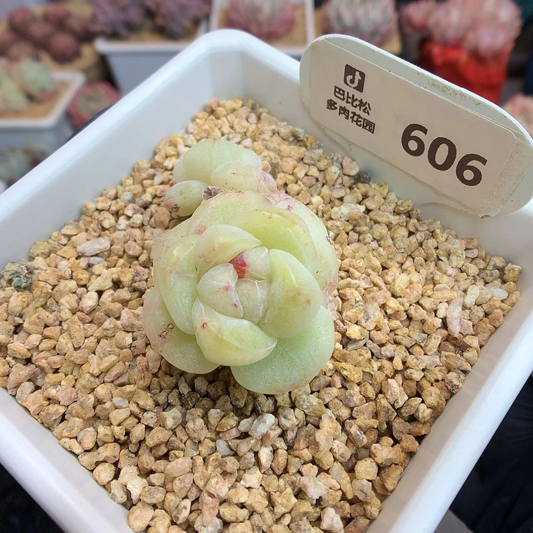 606 特冰玉石化多肉