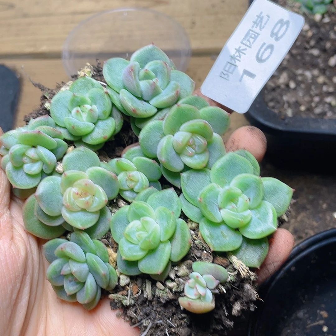 多肉植物多肉植物168