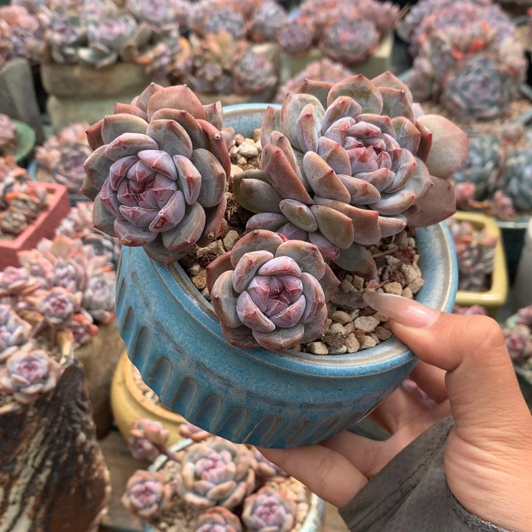 六头石榴籽成品花花