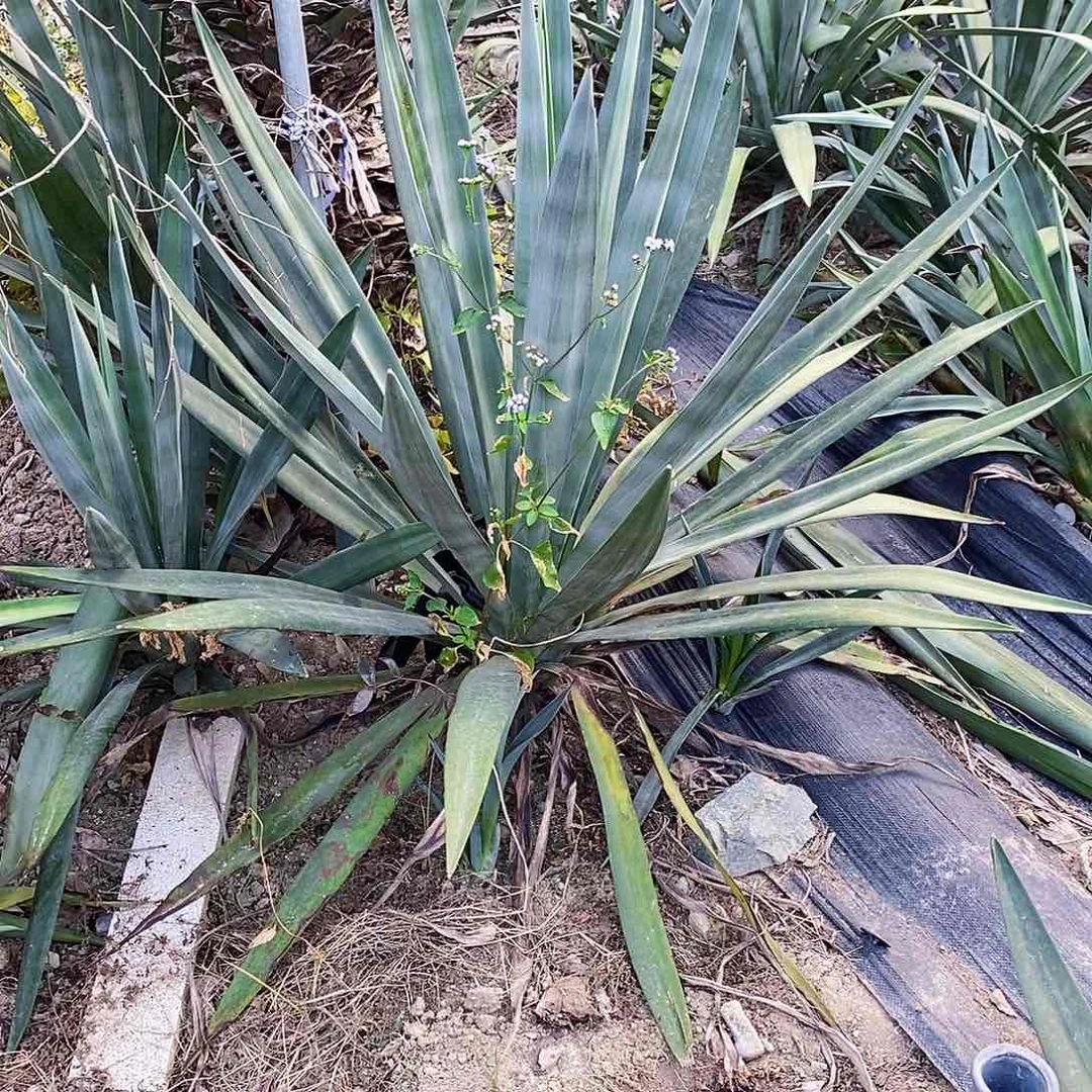 祝*0000000000000000