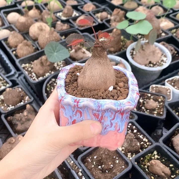 ****z奇异油柑一物一拍