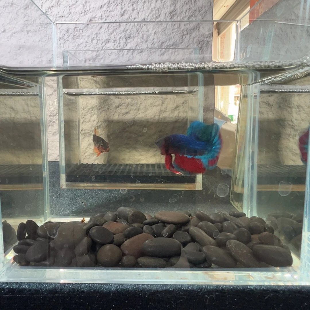 斗鱼阿浩泰斗14日70