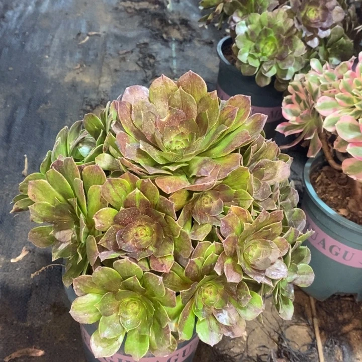 花月夜多肉植物72