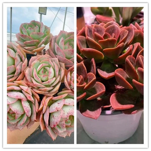 XX红酒玫瑰+克罗地亚 拍一发二 喜阳耐旱 新手好养 带盆带土发货