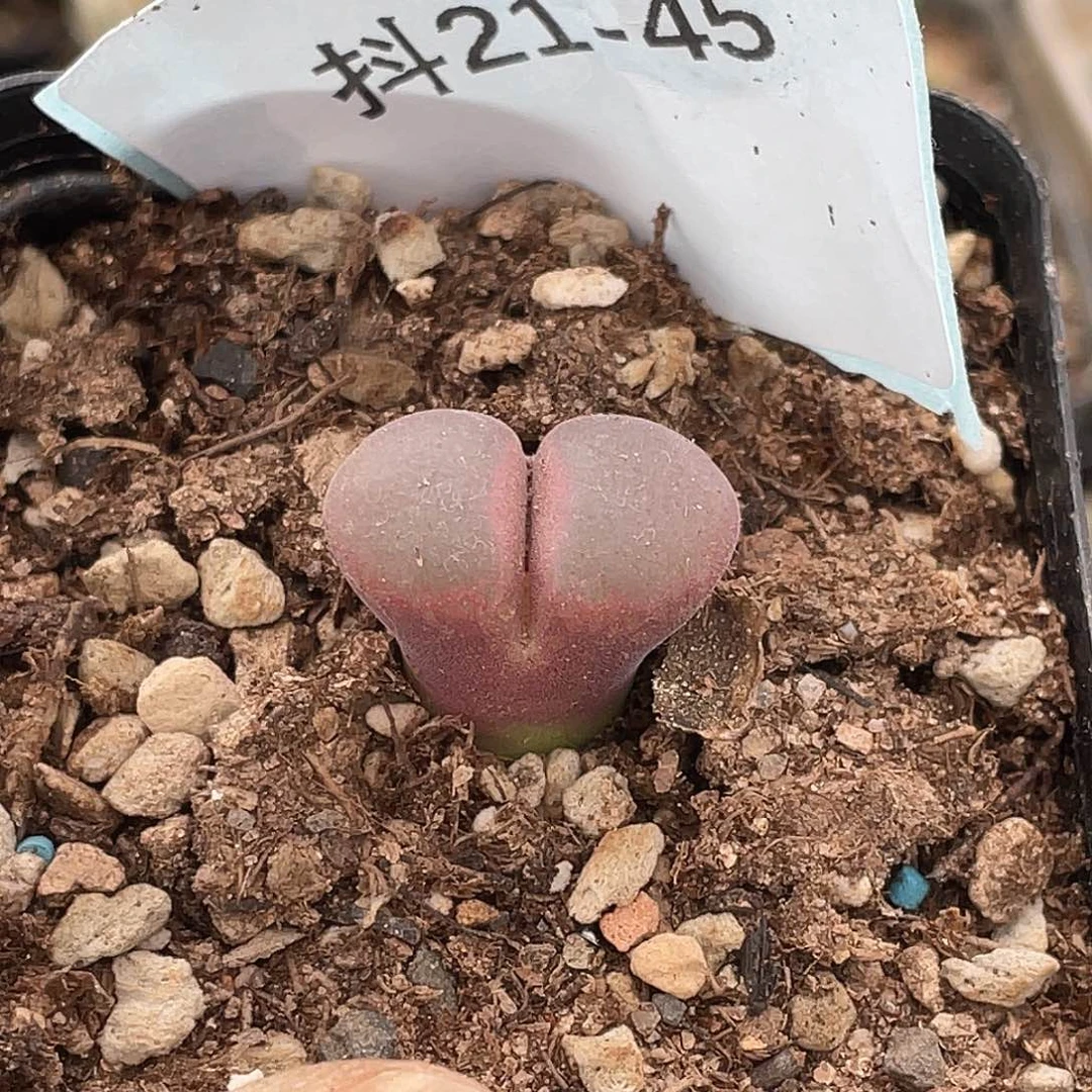 水***冻21-45肉锥多肉植物