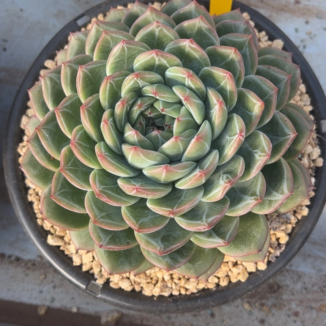 11-11-28新品美肉多肉植物