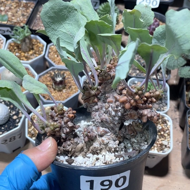 190大蛮鬼塔厚墩菊