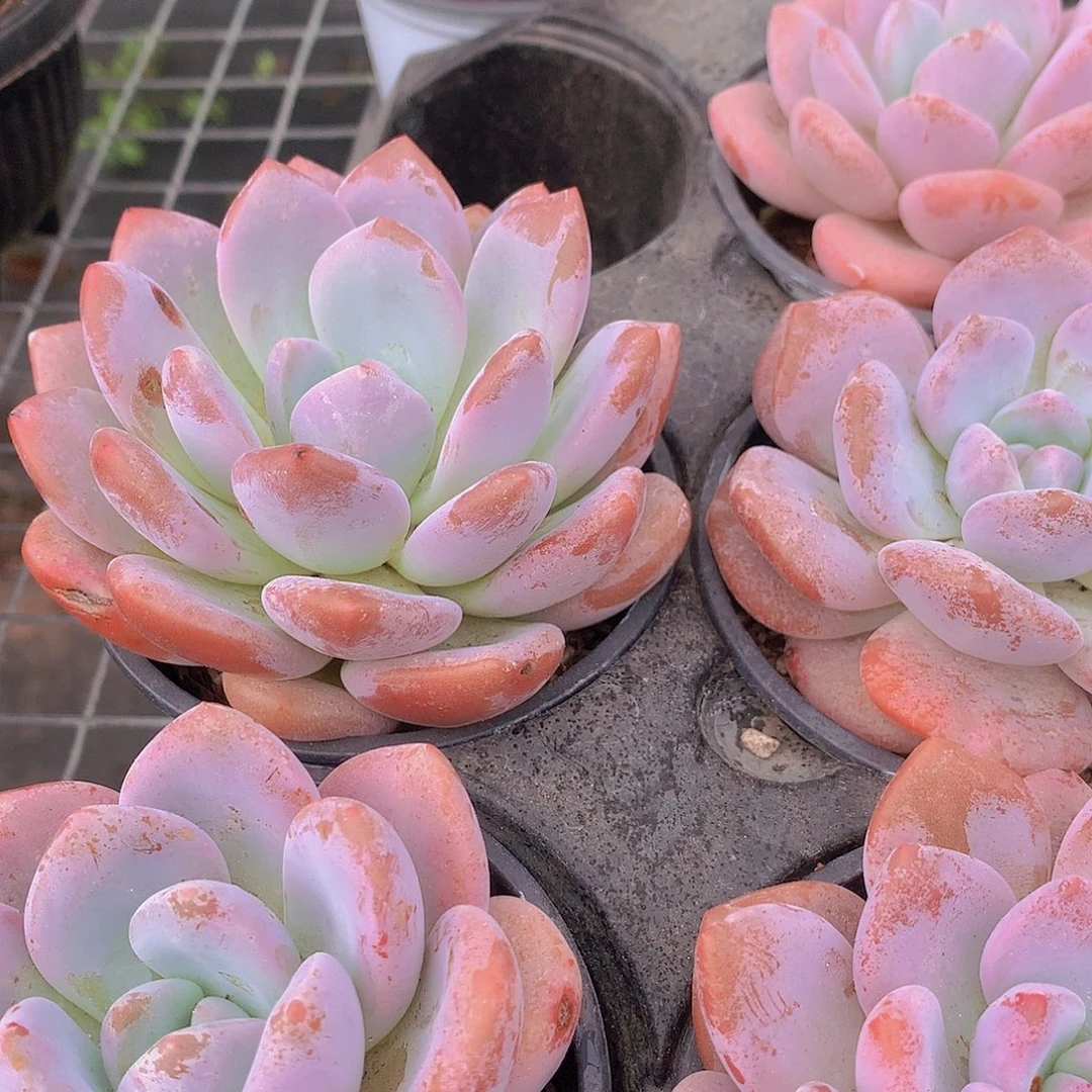 单头奥橙346778899”pppp