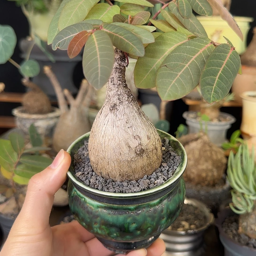 一物一拍奇异油柑310