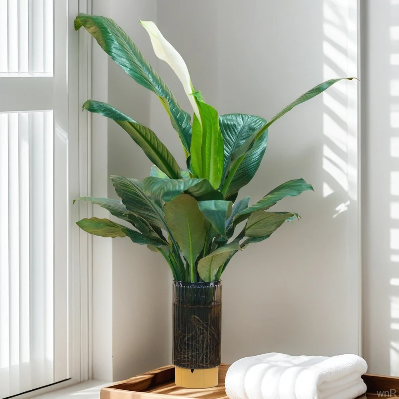 水培万年青大叶绿巨人四季常青盆栽绿公主室内桌面净化空气绿植