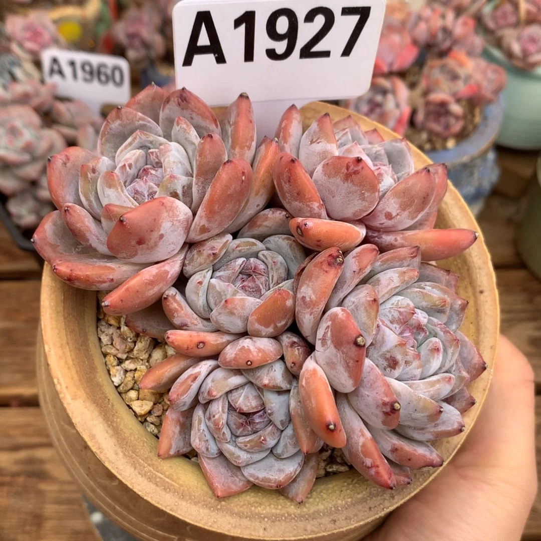 A1927 星影 5头 开播福利12cm