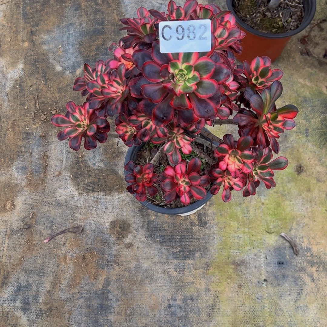 飘***无花朵丽娜优选982