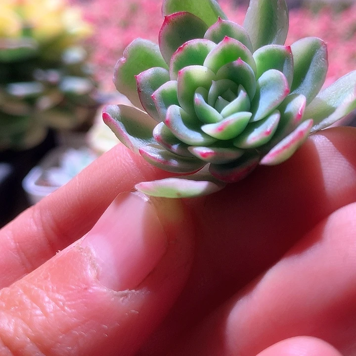 茉莉花覆轮锦有根