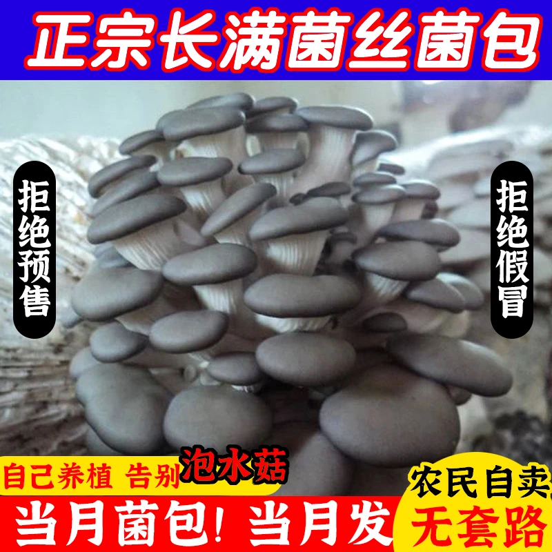 蘑菇种植包菌包喷水就长菌包菌棒家庭盆栽可食用香菇平菇多肉植物