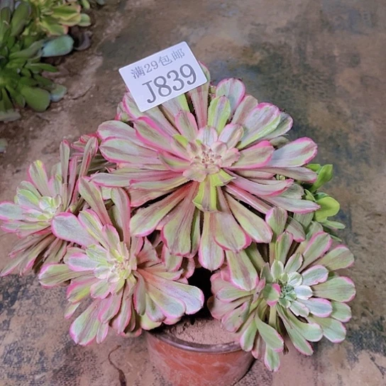 839花脸粉黛多肉植物