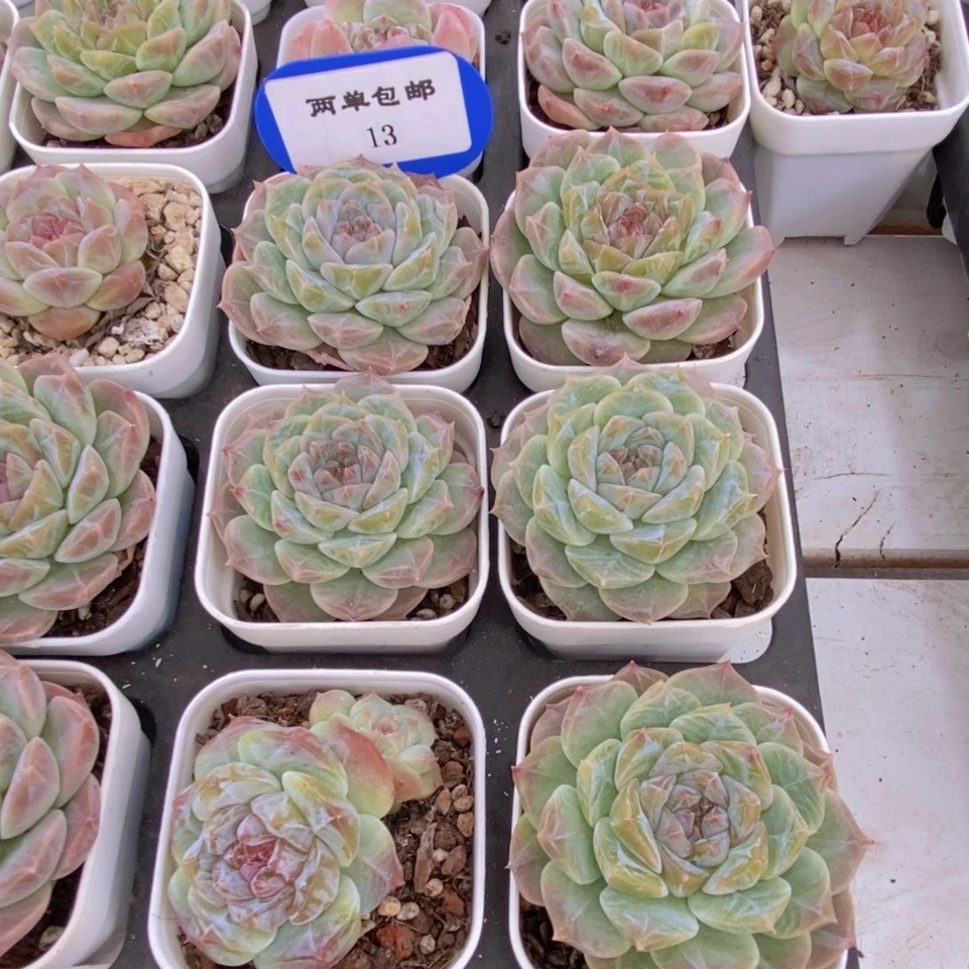 13-精品福利烟花冰魄单头一个