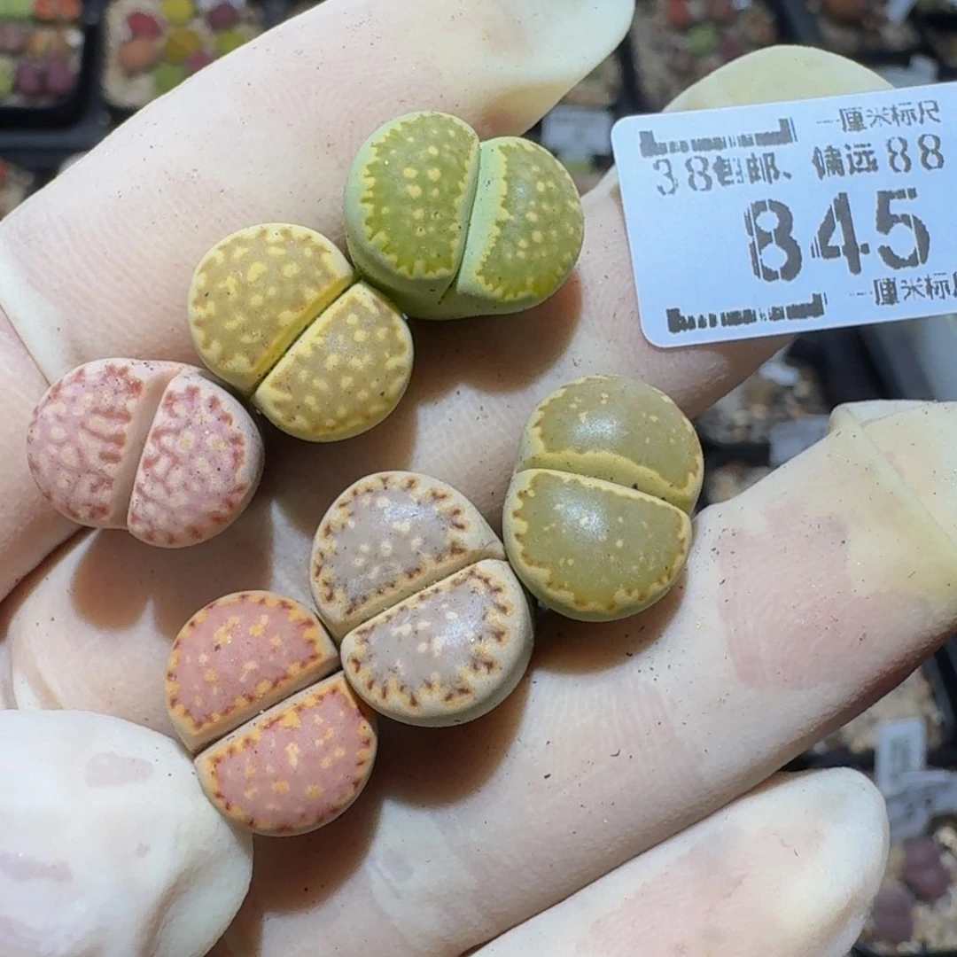 小***乖zzzz生石花肉锥845
