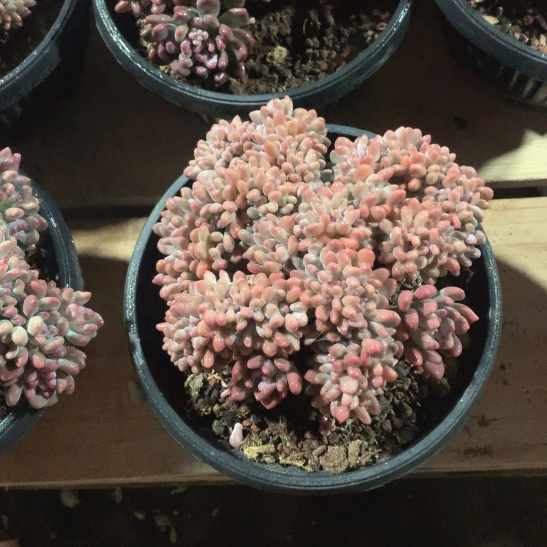 多肉植物多肉植物灯美人缀