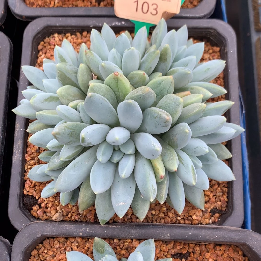 宽叶奶糖无砍平头103