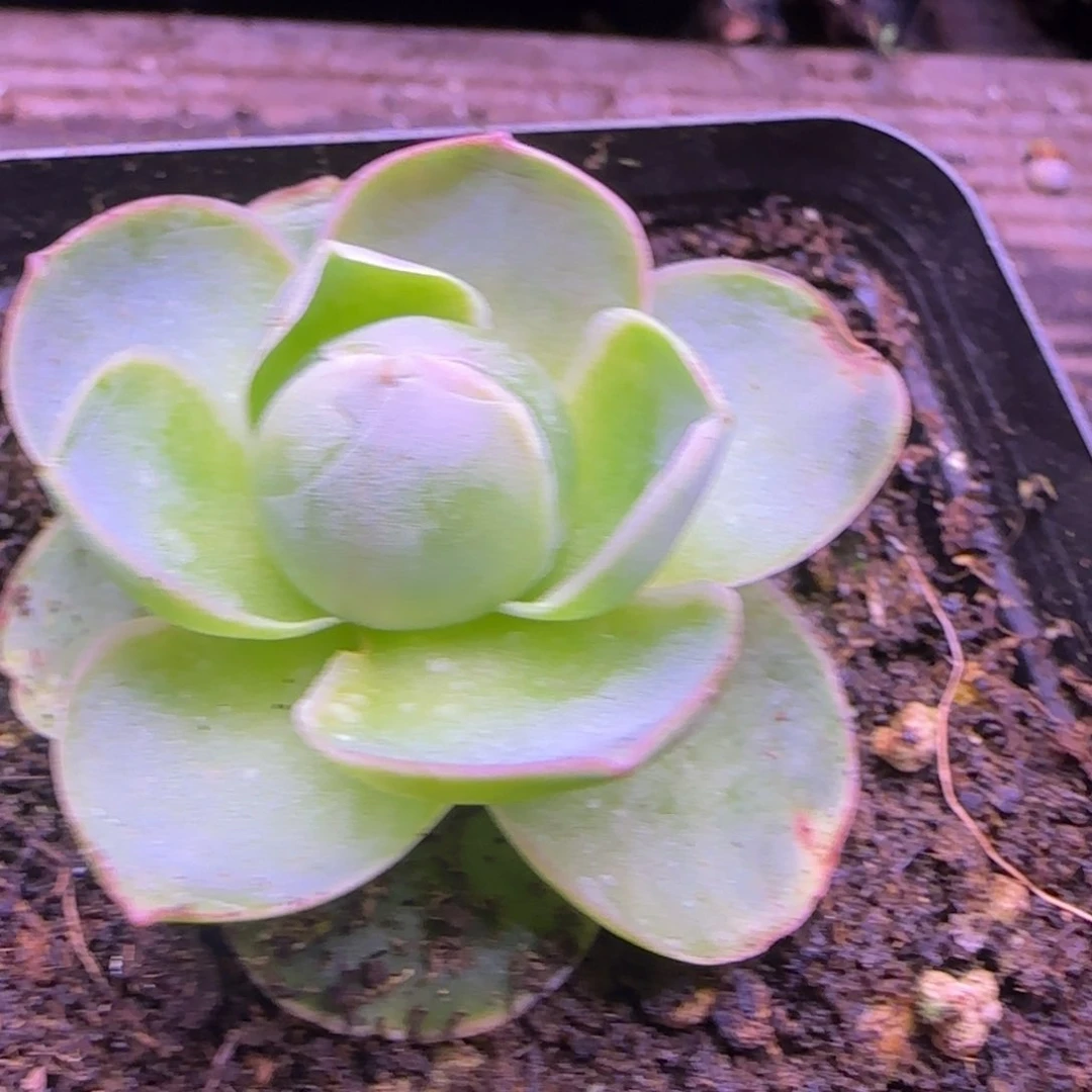 4厘米包心玫瑰114242424242