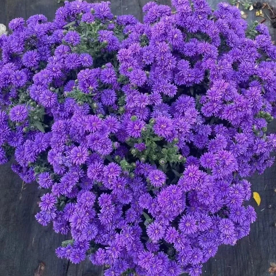 【翠菊】深紫  150盆菊花 耐热耐晒庭院阳台易养护