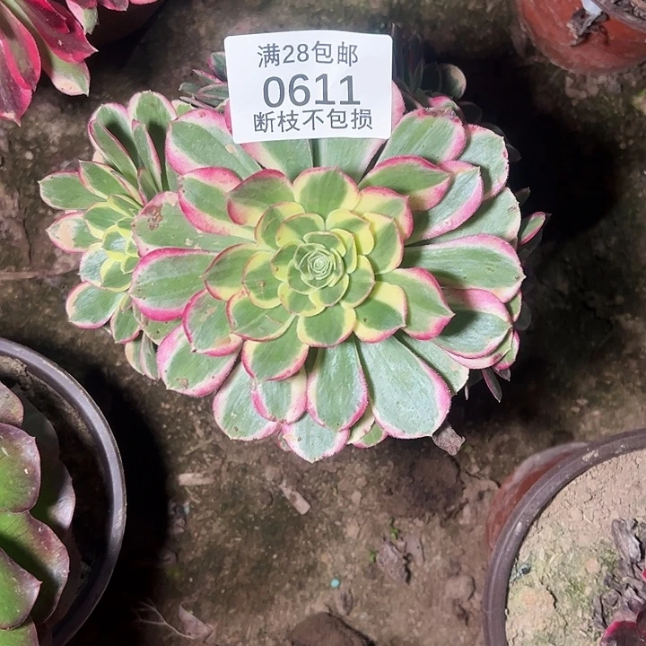 0611水中月多肉植物