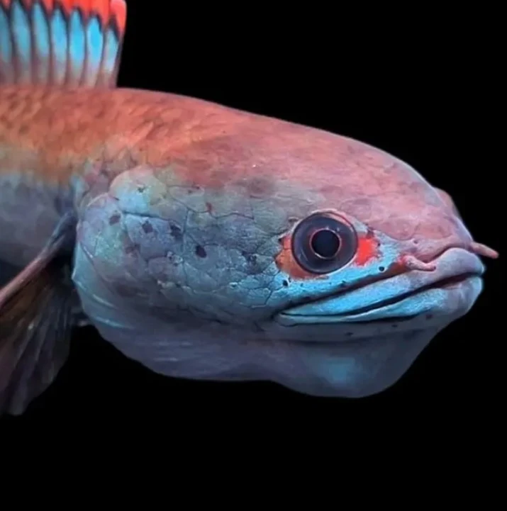 无品牌血斑雷龙（单包野生）状态好