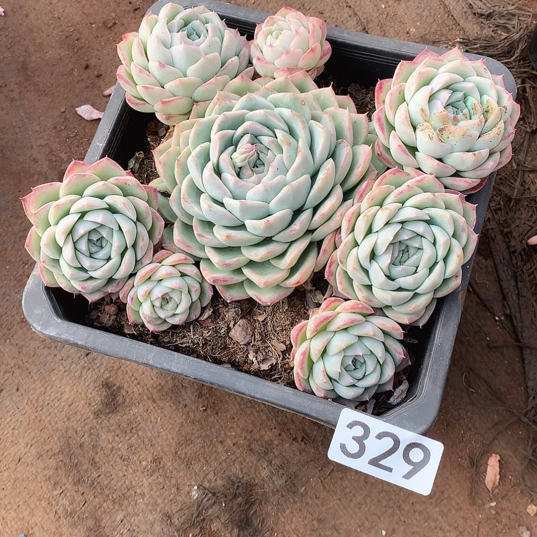 329 一物一拍多肉