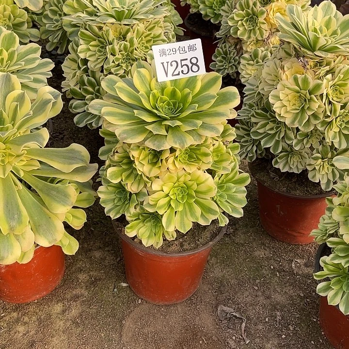 258金丝翡翠    多肉植物