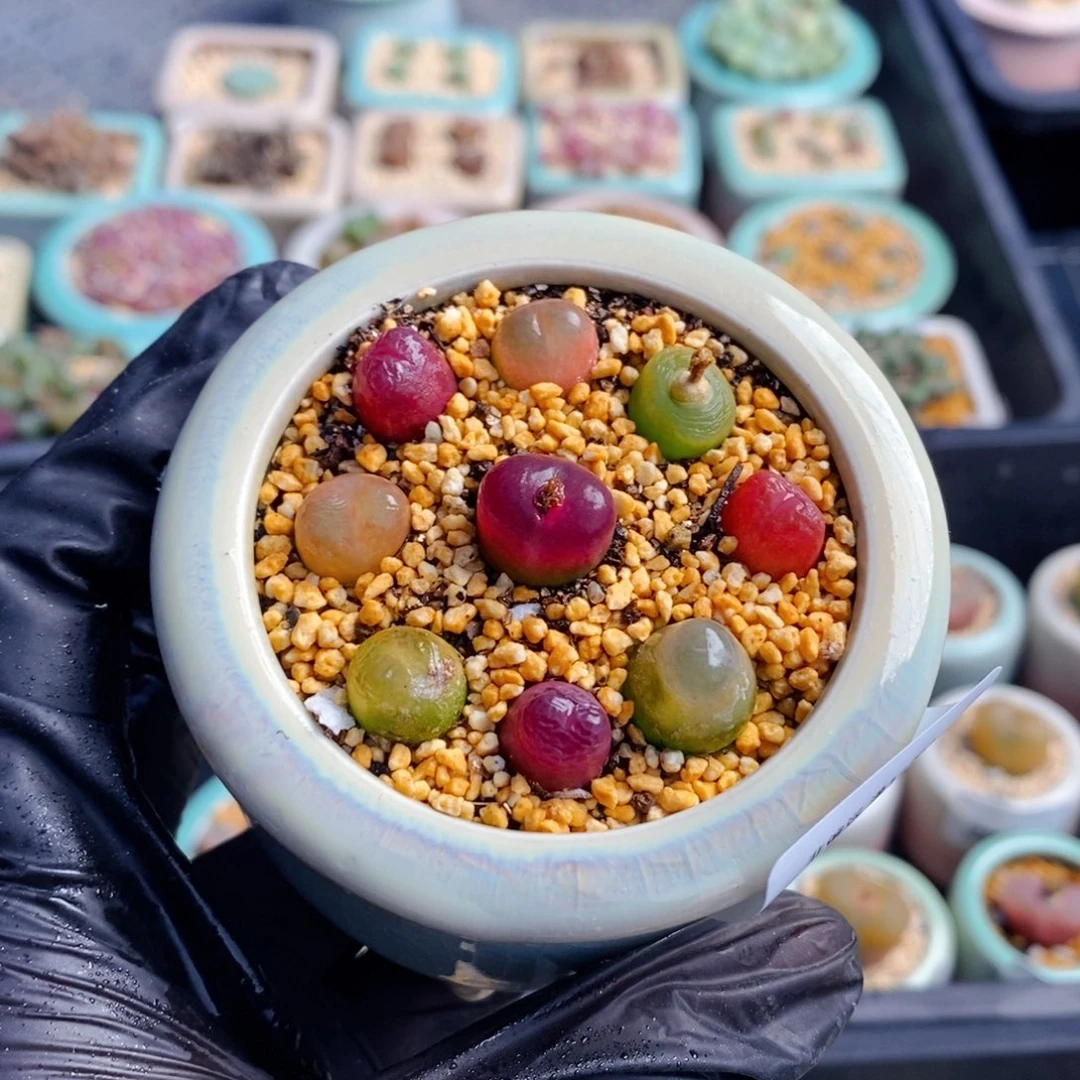 2159-一物一拍 带盆