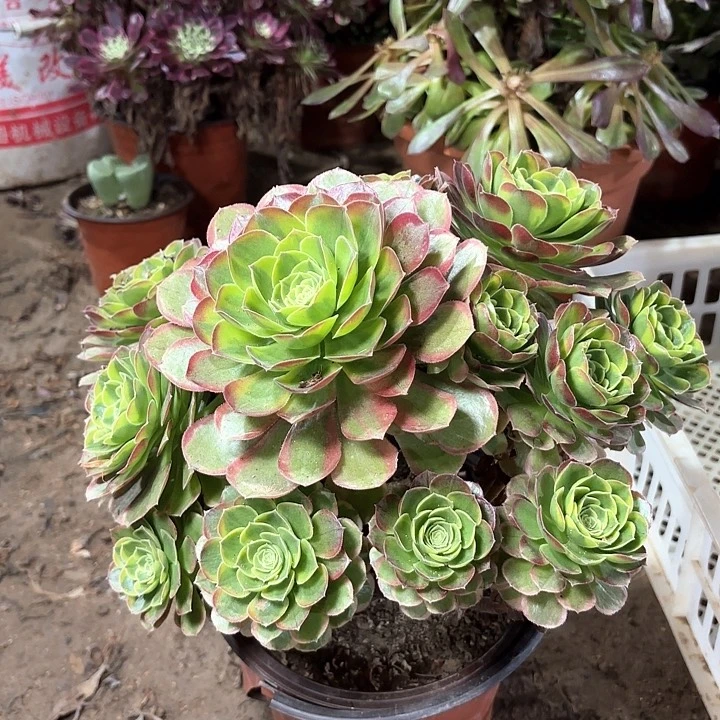 多肉植物法师娜才554