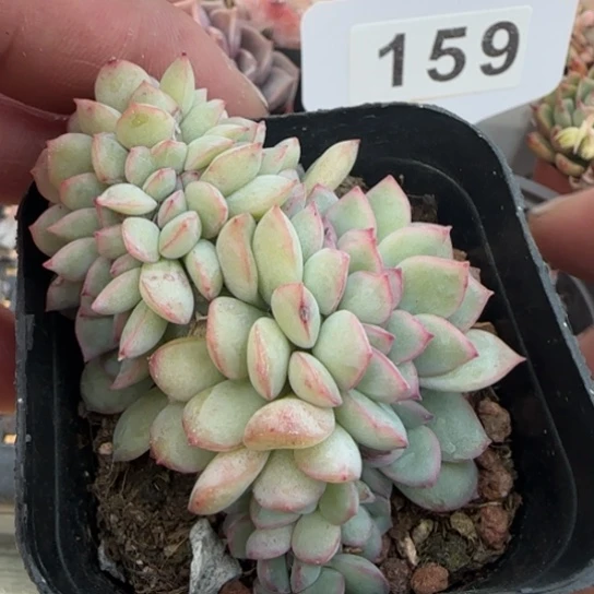 163荷花缀一物一拍多肉