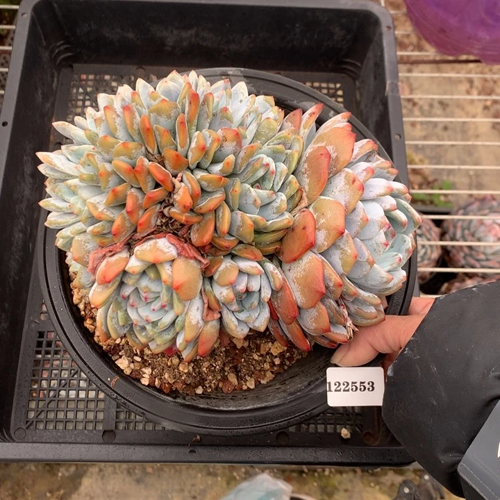 122553朵朵嗯嗯嗯嗯嗯嗯的时候