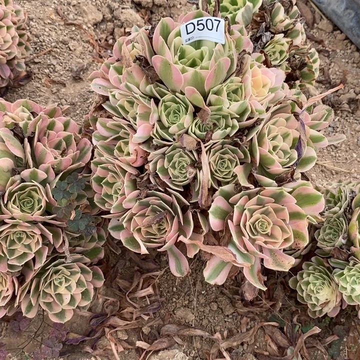 507粉女巫多肉植物大事