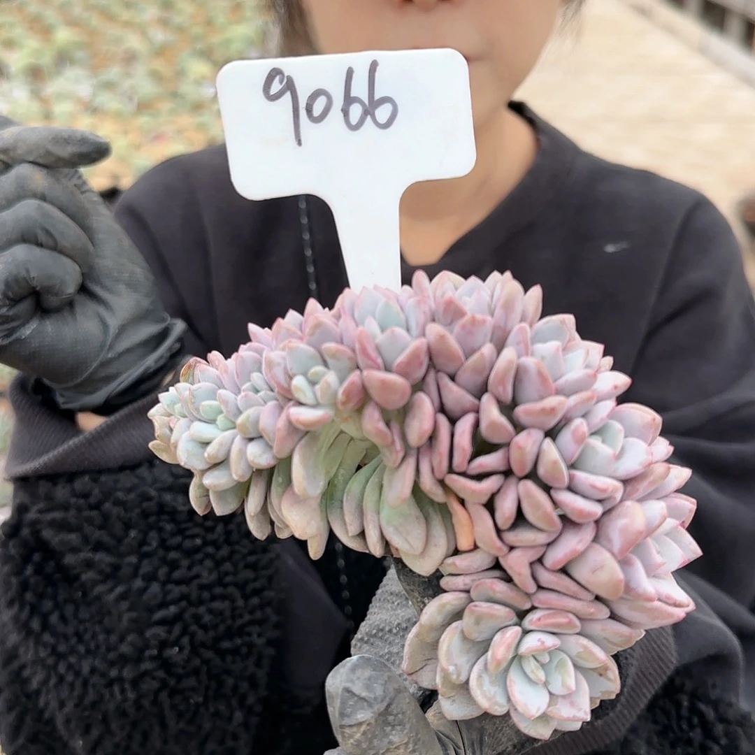 9066号白鹭朵朵缀260     肉