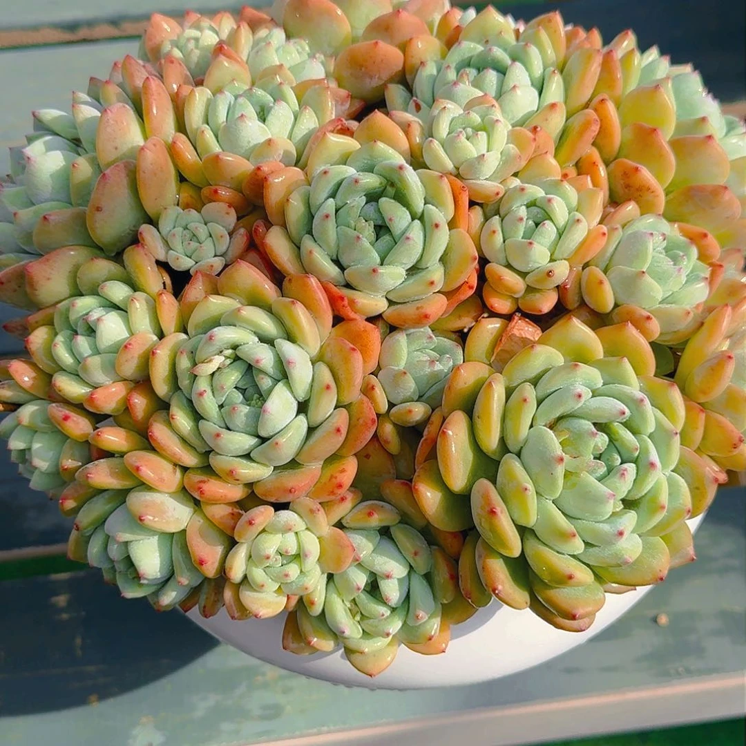 可*忘舒精品老桩多肉