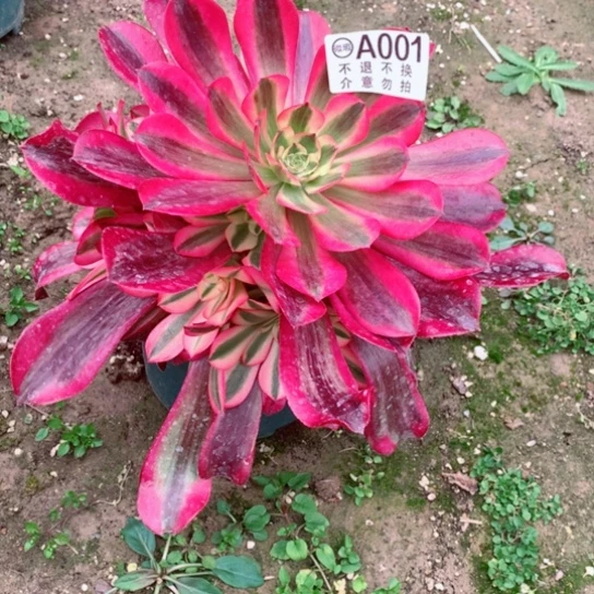 多肉植物美度纱001