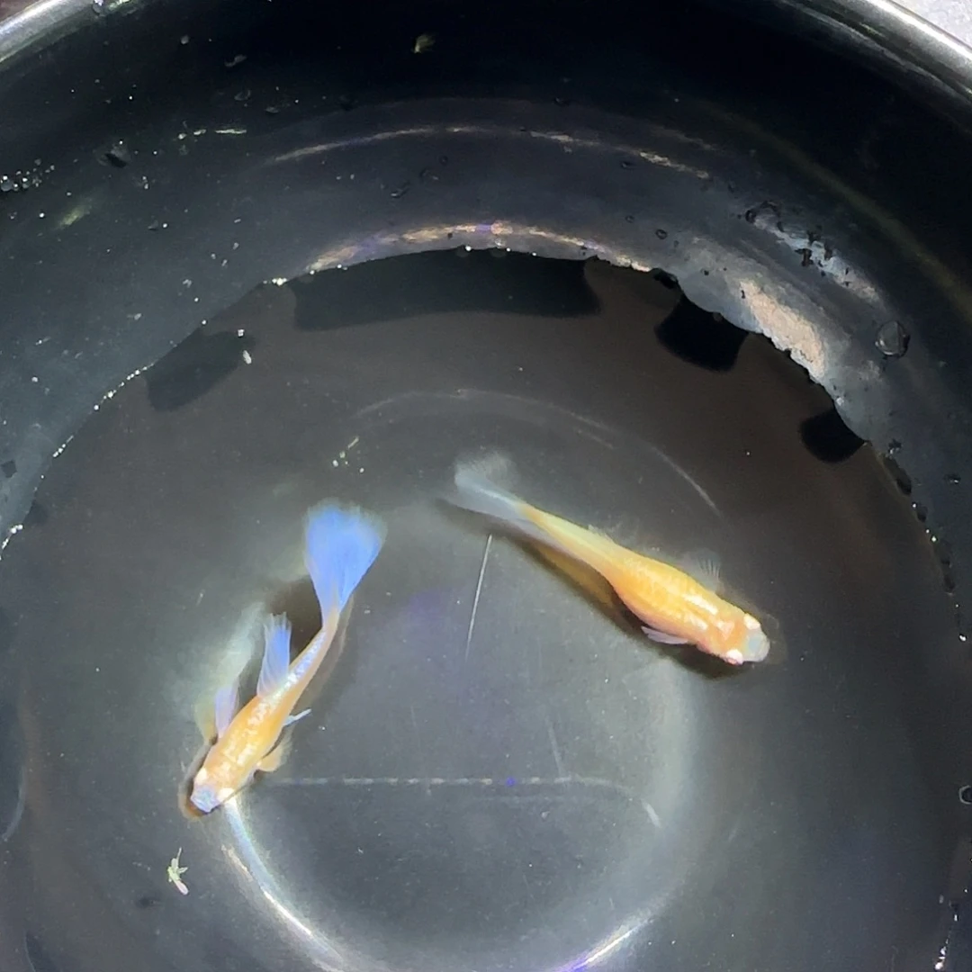 孔雀鱼紫白飞船一对