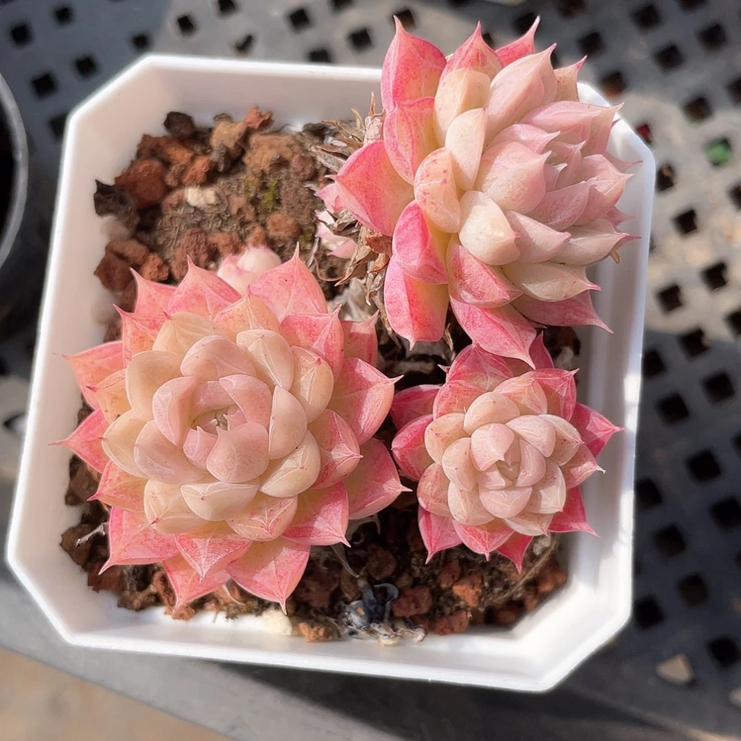 优选女王飘枝9263