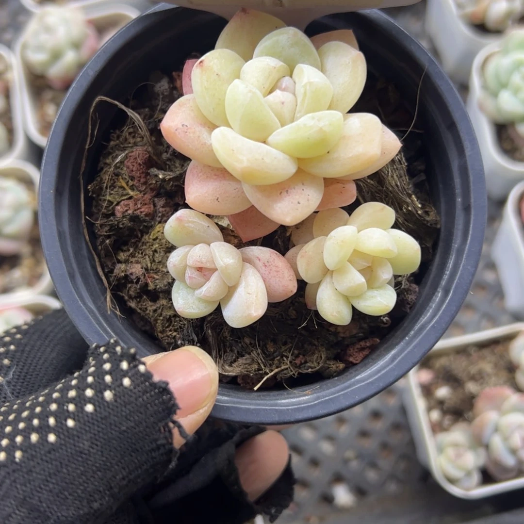 红陶霖*月49号多肉植物