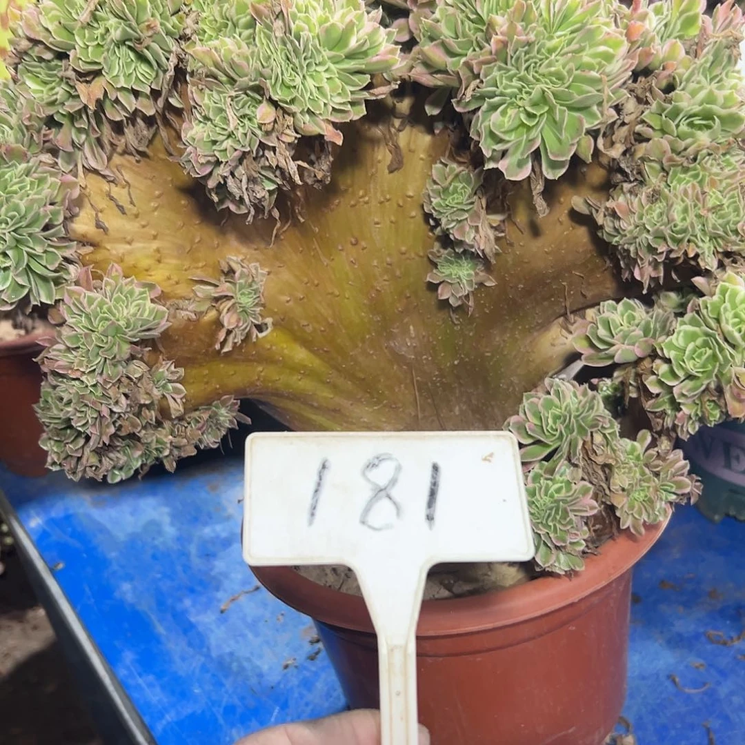 多肉植物白风缀花181