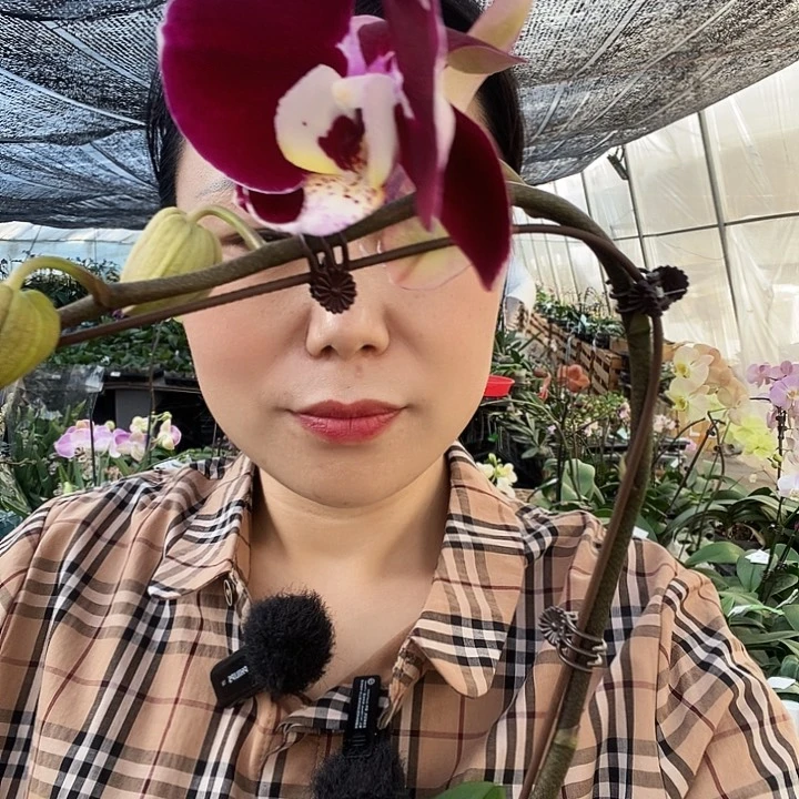 无花朵幻影蝴蝶兰